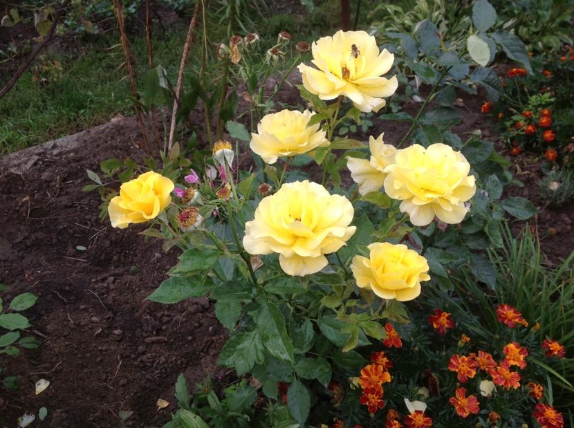  - Gradina de flori 2017