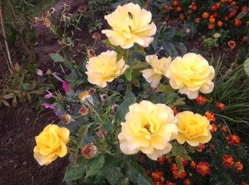  - Gradina de flori 2017