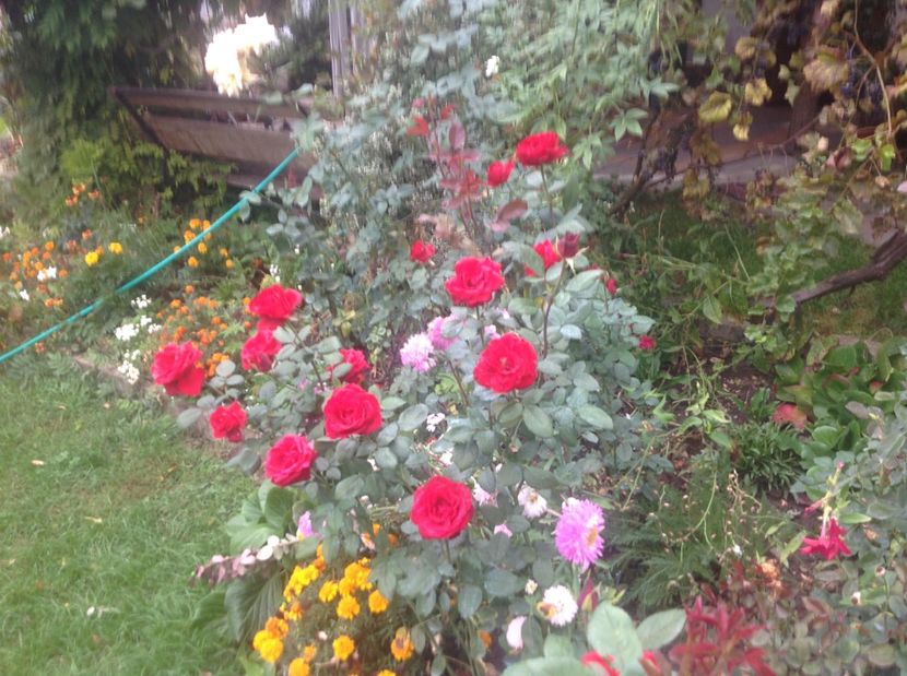  - Gradina de flori 2017