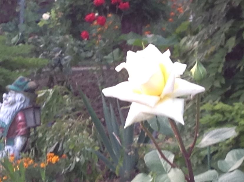  - Gradina de flori 2017