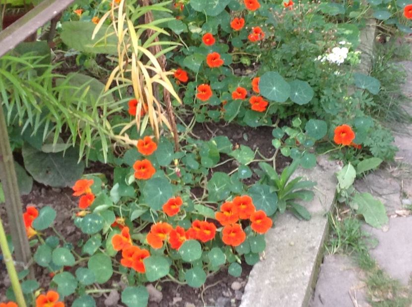  - Gradina de flori 2017