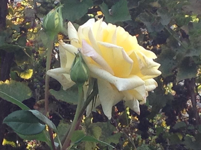  - Gradina de flori 2017
