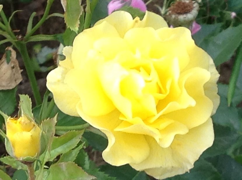  - Gradina de flori 2017