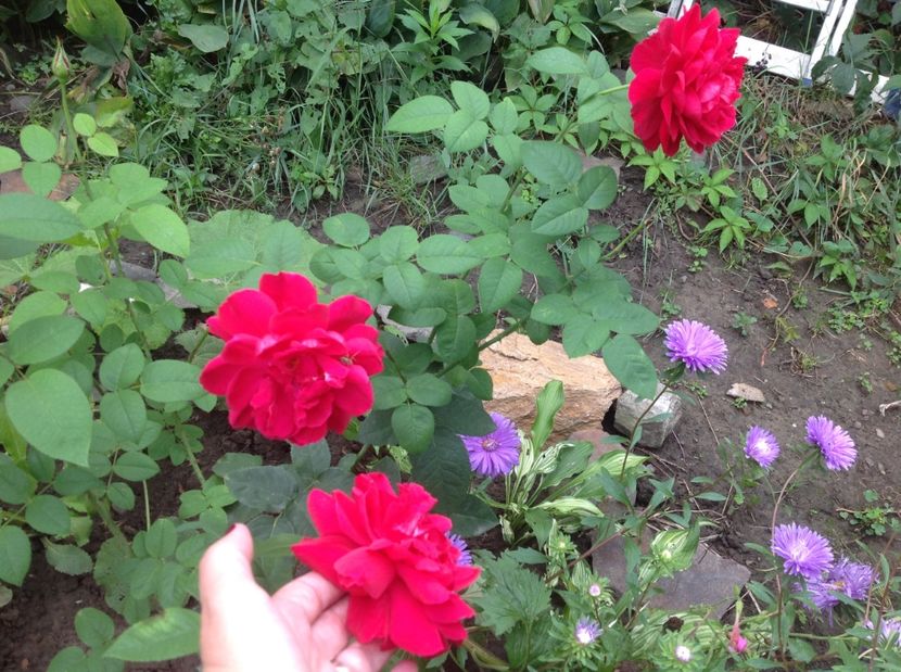  - Gradina de flori 2017
