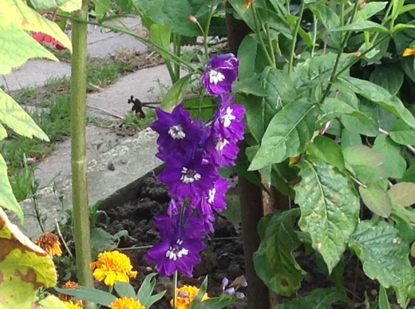  - Gradina de flori 2017