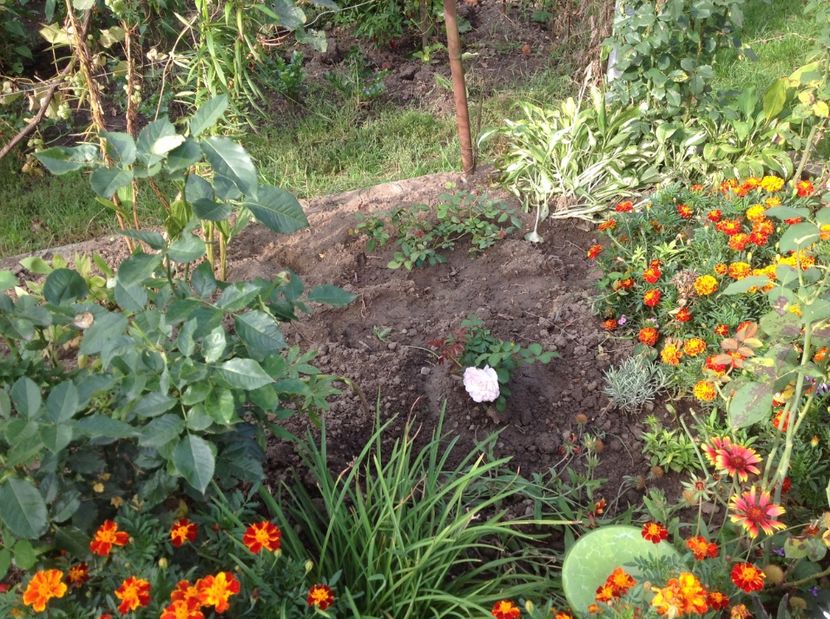 - Gradina de flori 2017