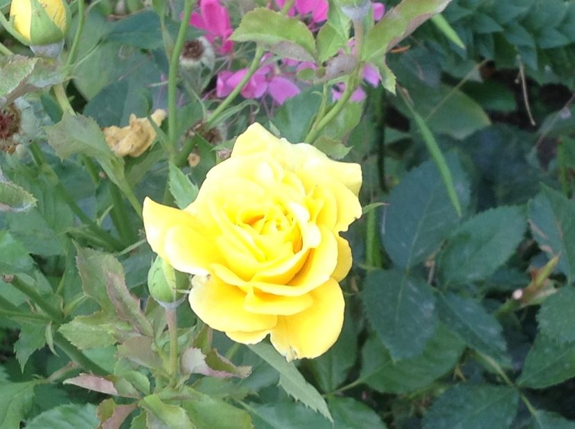  - Gradina de flori 2017