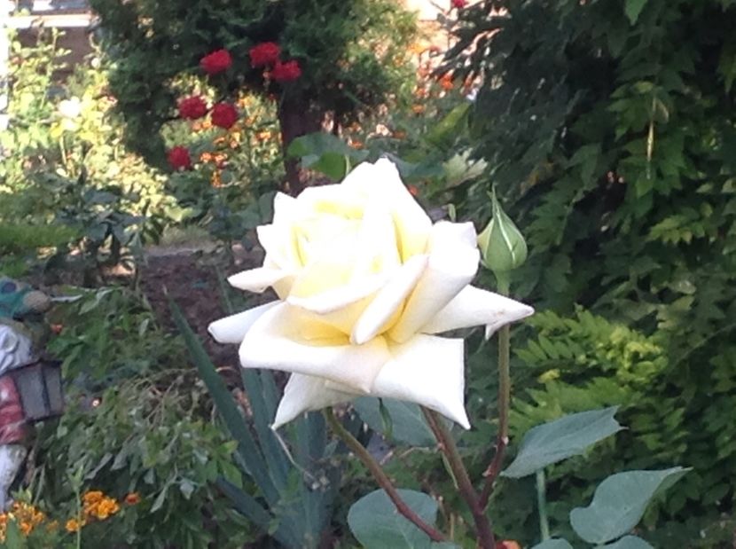  - Gradina de flori 2017