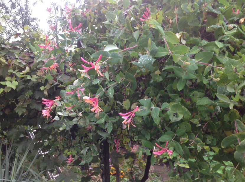  - Gradina de flori 2017