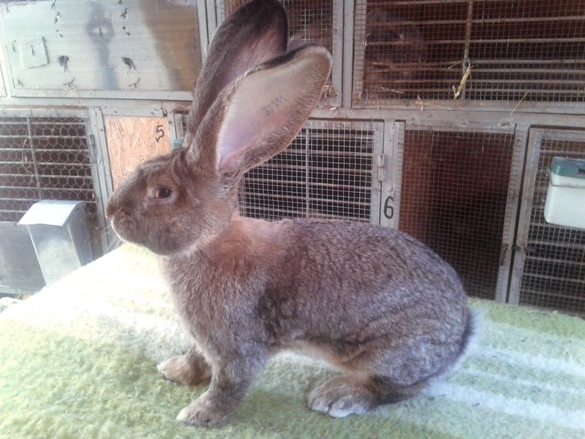 6 luni si 21 de zile - M 18 - productie proprie