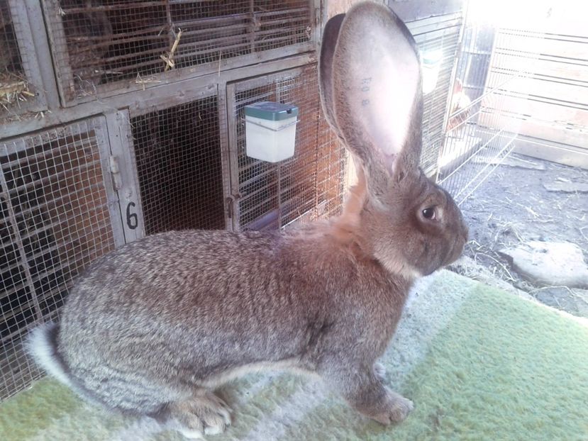 6 luni si 21 de zile - M 18 - productie proprie