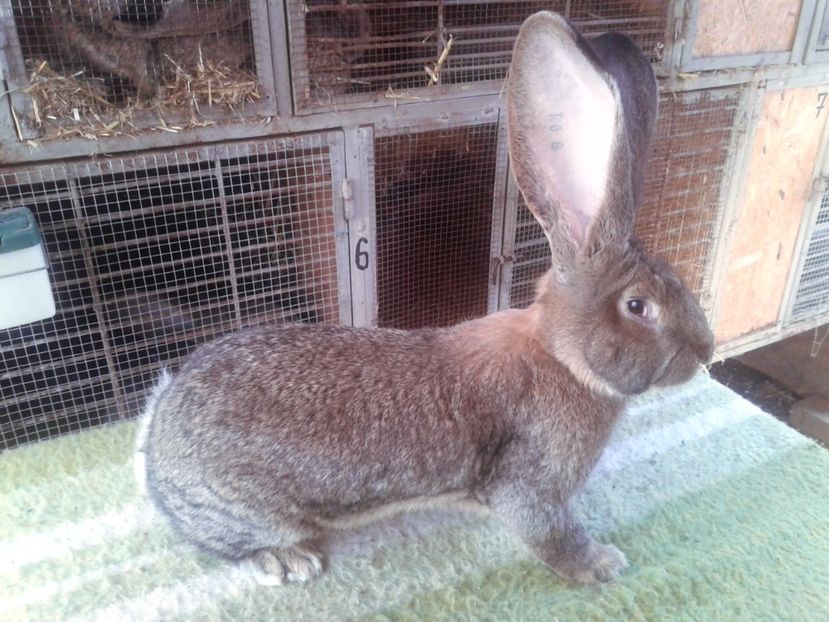 6 luni si 21 de zile - M 18 - productie proprie