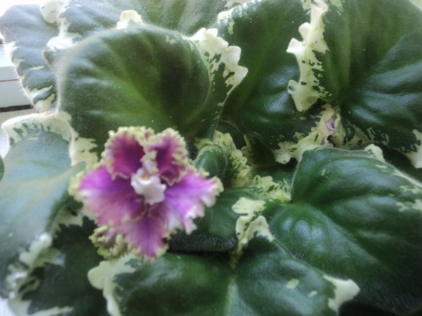  - Spring Dancer Sport