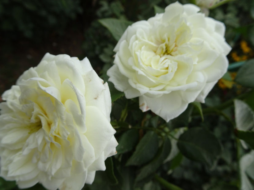 21 sept. - Alabaster