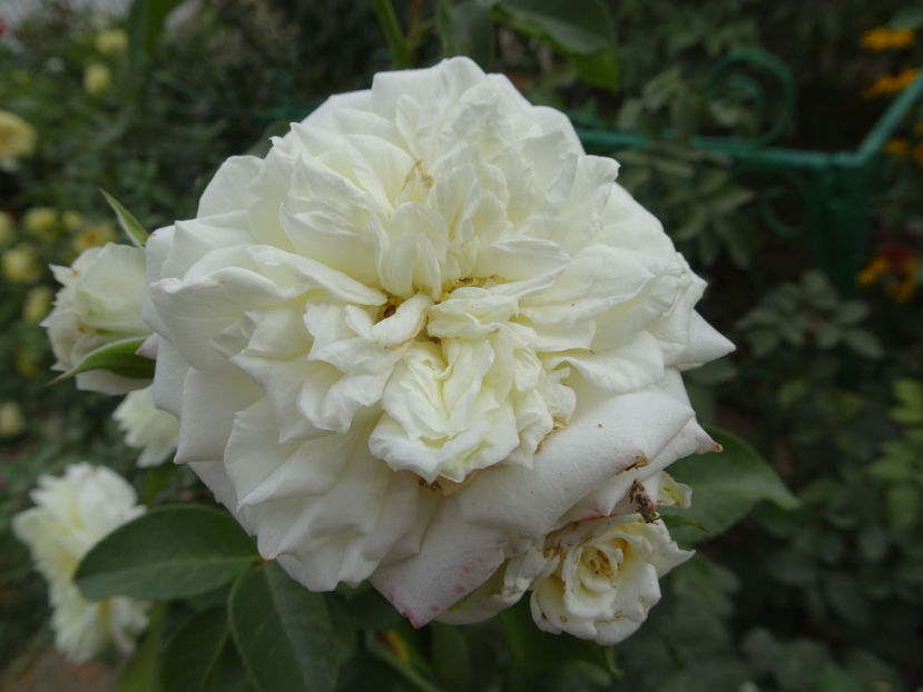 21 sept. - Alabaster