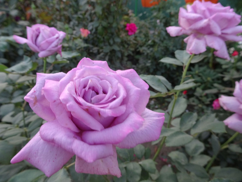 21 sept. - Mamy Blue