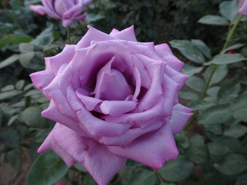 21 sept. - Mamy Blue