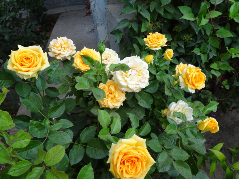 21 sept. - Cappuccino