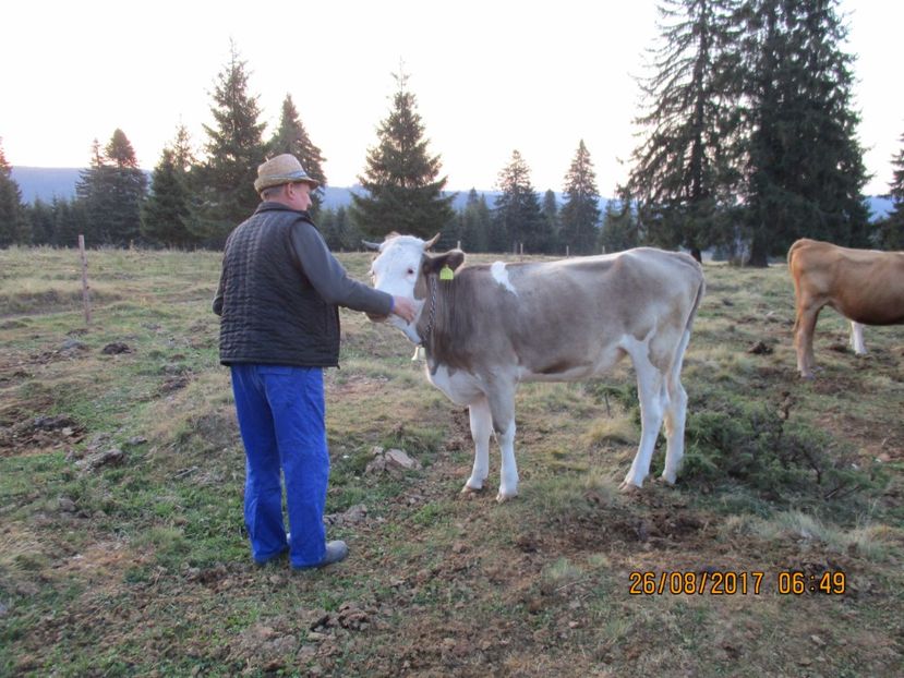  - COBORATUL DE LA STANA 2017 Dealul Alb cu vacile
