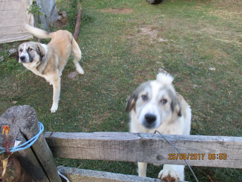  - COBORATUL DE LA STANA 2017 Dealul Alb cu vacile