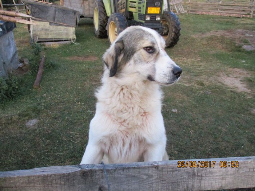  - COBORATUL DE LA STANA 2017 Dealul Alb cu vacile