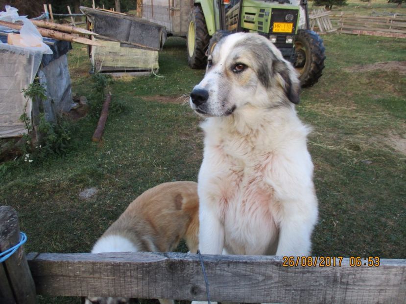  - COBORATUL DE LA STANA 2017 Dealul Alb cu vacile