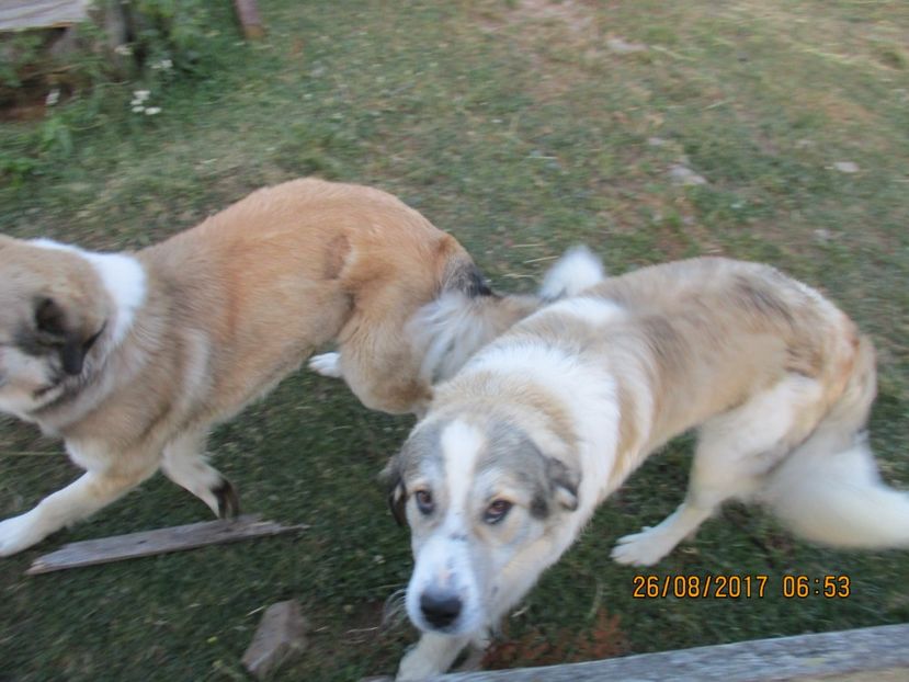  - COBORATUL DE LA STANA 2017 Dealul Alb cu vacile