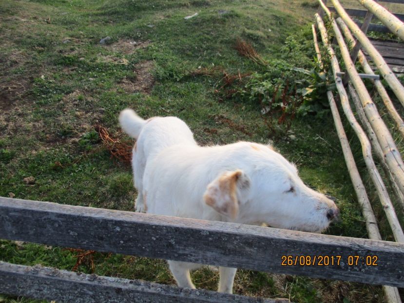  - COBORATUL DE LA STANA 2017 Dealul Alb cu vacile