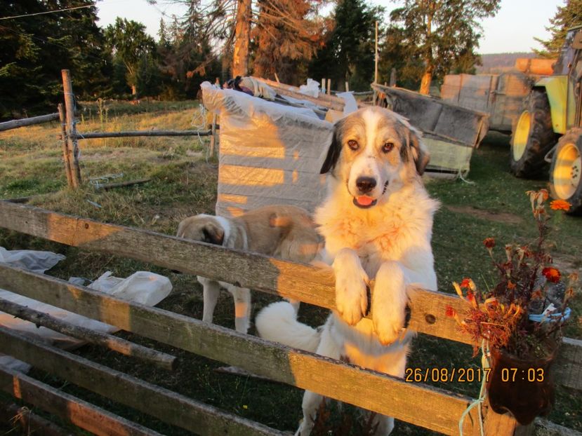  - COBORATUL DE LA STANA 2017 Dealul Alb cu vacile
