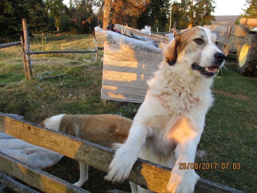  - COBORATUL DE LA STANA 2017 Dealul Alb cu vacile