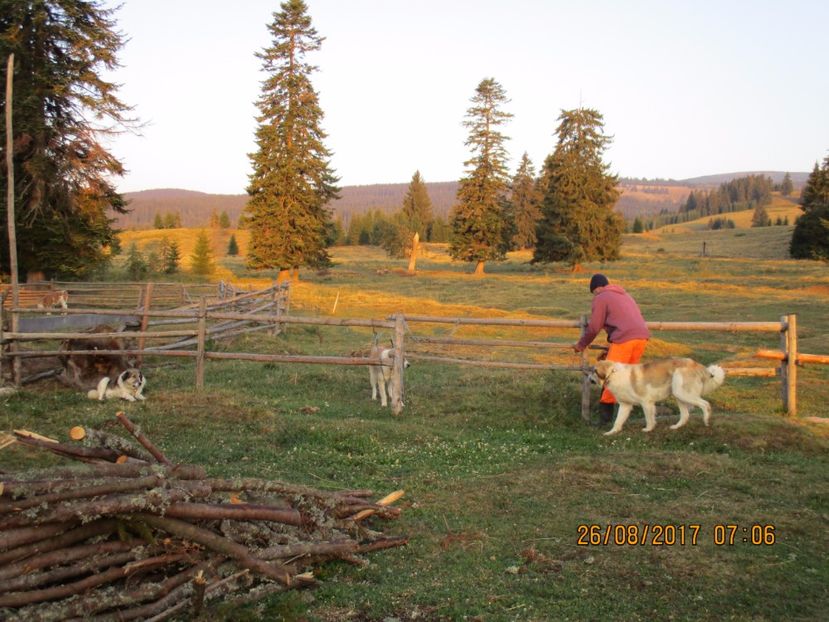  - COBORATUL DE LA STANA 2017 Dealul Alb cu vacile