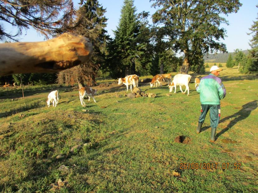  - COBORATUL DE LA STANA 2017 Dealul Alb cu vacile