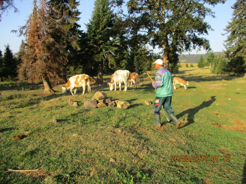  - COBORATUL DE LA STANA 2017 Dealul Alb cu vacile