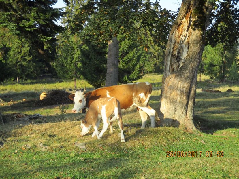  - COBORATUL DE LA STANA 2017 Dealul Alb cu vacile