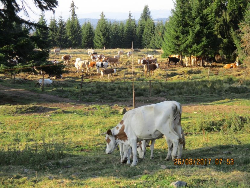 - COBORATUL DE LA STANA 2017 Dealul Alb cu vacile
