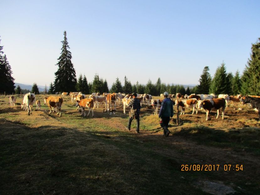  - COBORATUL DE LA STANA 2017 Dealul Alb cu vacile