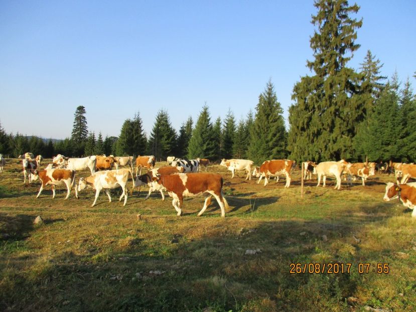  - COBORATUL DE LA STANA 2017 Dealul Alb cu vacile