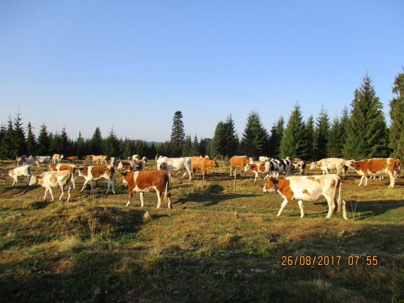  - COBORATUL DE LA STANA 2017 Dealul Alb cu vacile