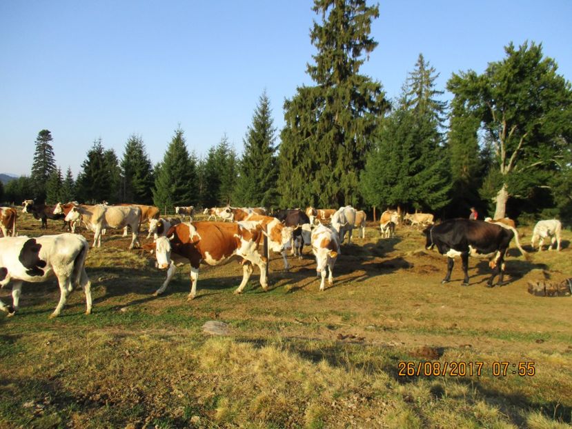  - COBORATUL DE LA STANA 2017 Dealul Alb cu vacile