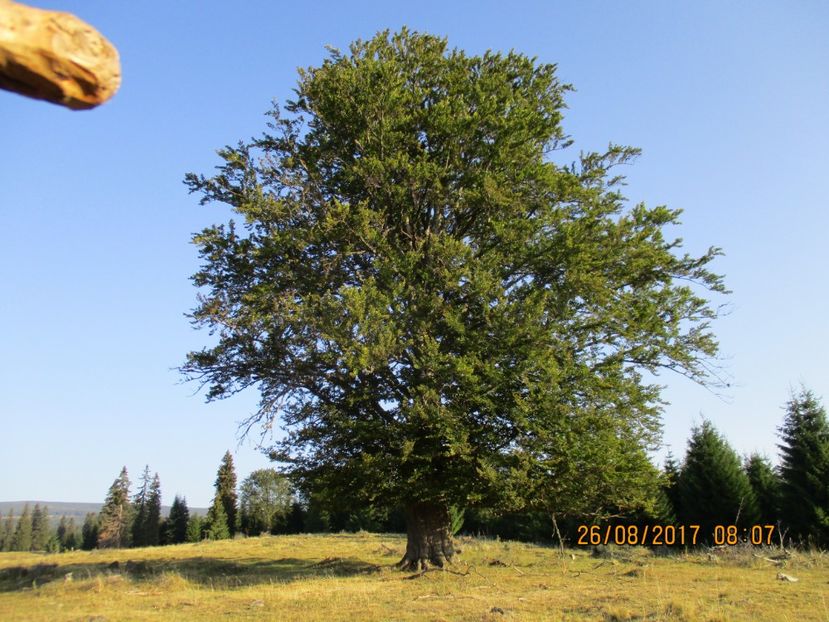  - COBORATUL DE LA STANA 2017 Dealul Alb cu vacile