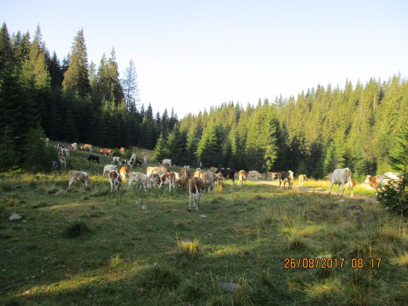  - COBORATUL DE LA STANA 2017 Dealul Alb cu vacile