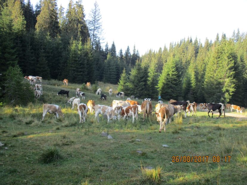  - COBORATUL DE LA STANA 2017 Dealul Alb cu vacile