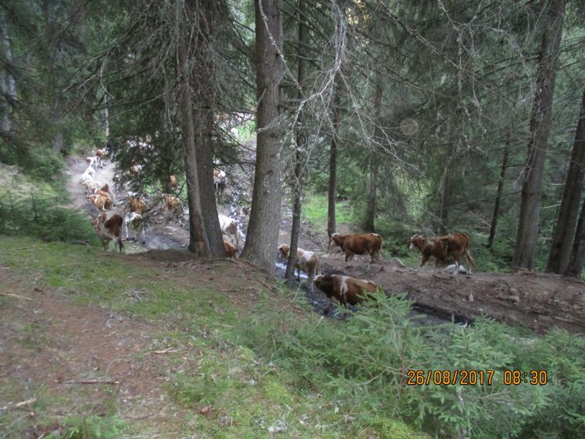  - COBORATUL DE LA STANA 2017 Dealul Alb cu vacile