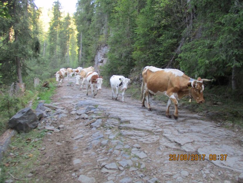  - COBORATUL DE LA STANA 2017 Dealul Alb cu vacile