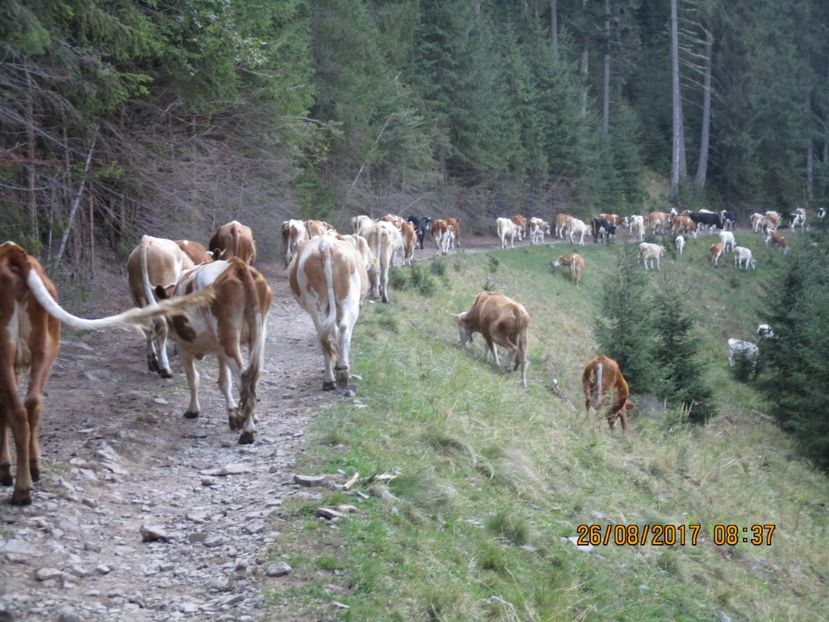  - COBORATUL DE LA STANA 2017 Dealul Alb cu vacile