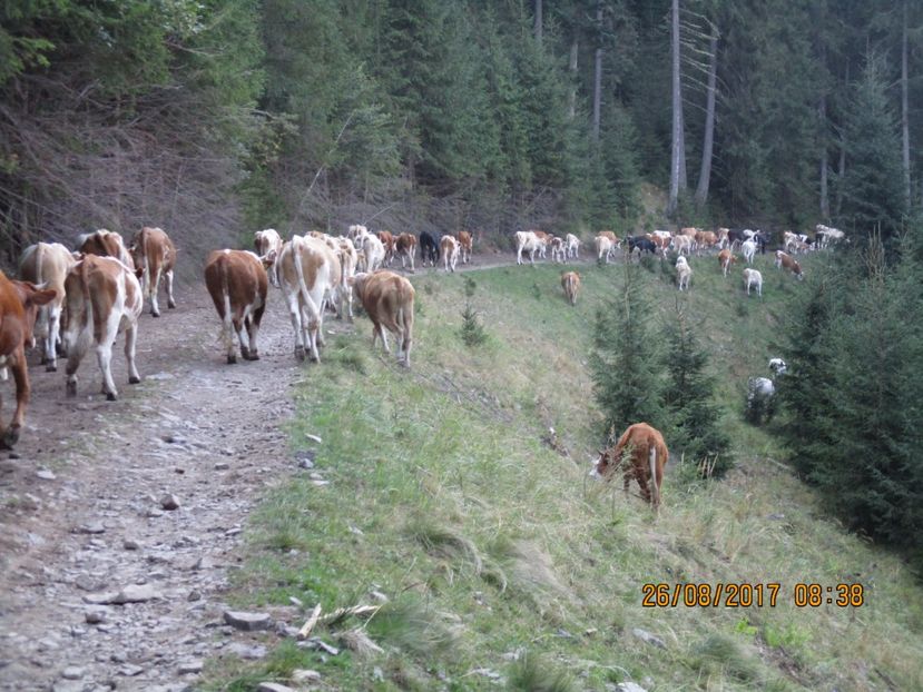  - COBORATUL DE LA STANA 2017 Dealul Alb cu vacile