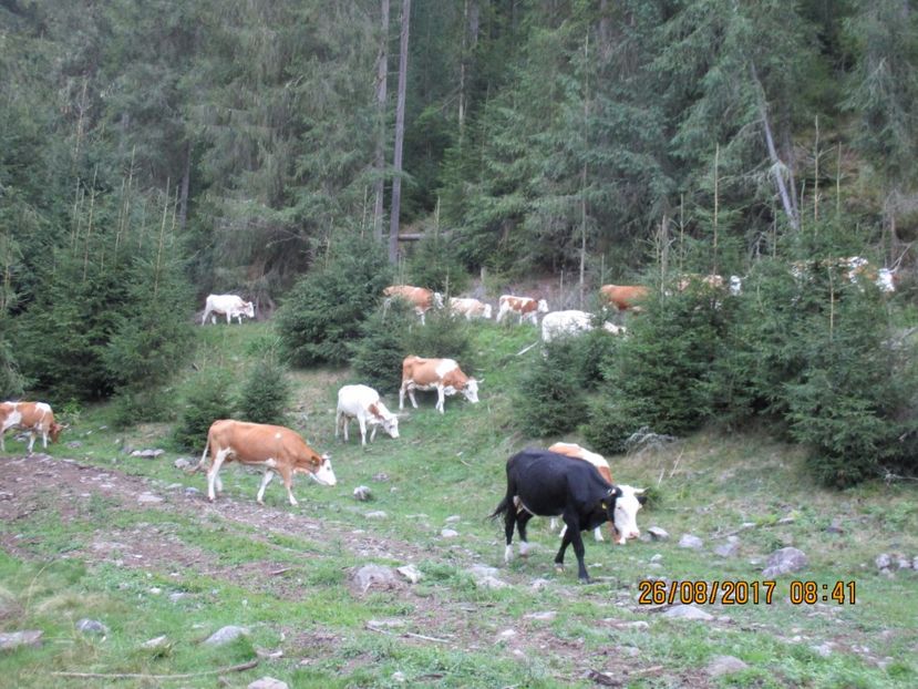  - COBORATUL DE LA STANA 2017 Dealul Alb cu vacile