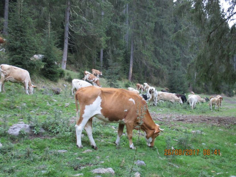  - COBORATUL DE LA STANA 2017 Dealul Alb cu vacile