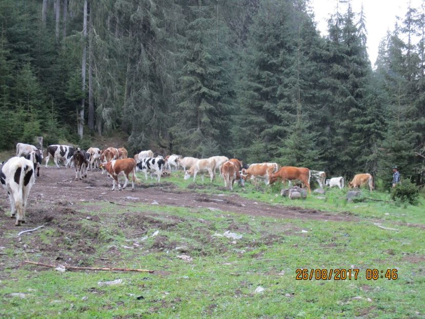  - COBORATUL DE LA STANA 2017 Dealul Alb cu vacile