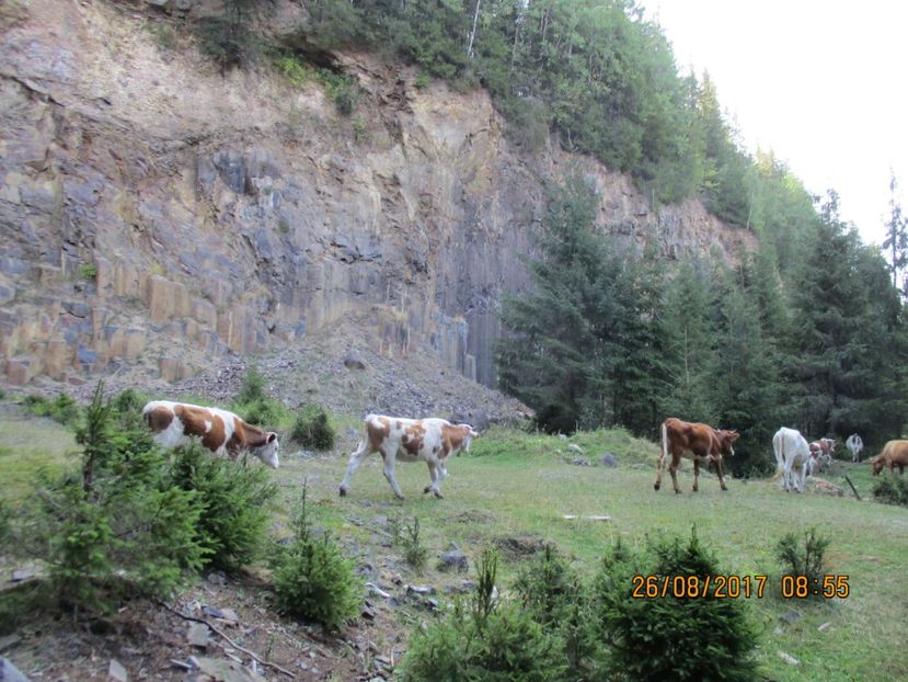  - COBORATUL DE LA STANA 2017 Dealul Alb cu vacile